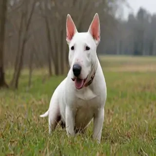 bull terrier dog breed