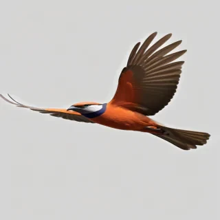 bird flying png