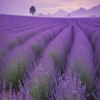 lavender background