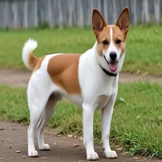 taiwan dog breed