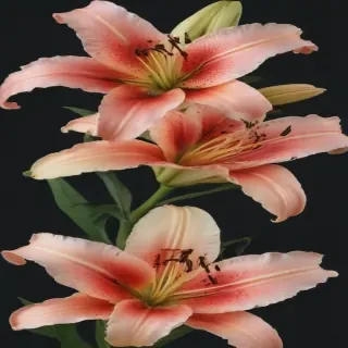 lily flower png
