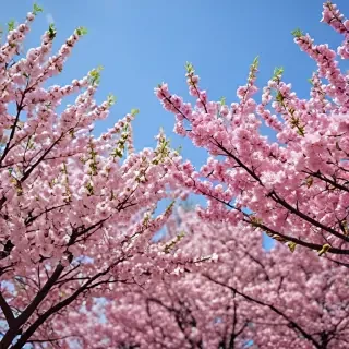 spring wallpaper phone