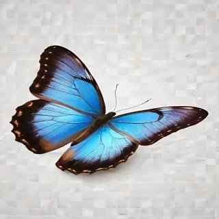 butterfly transparent png