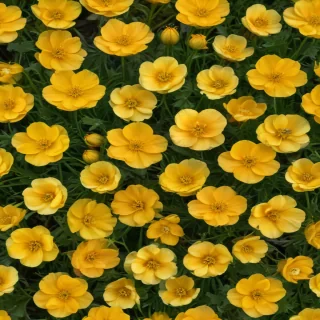 buttercup flower