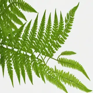transparent fern png