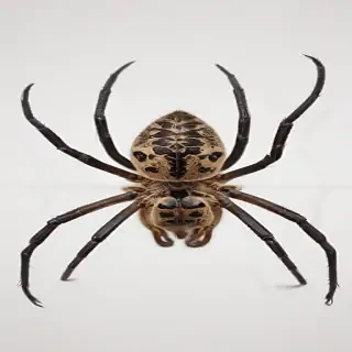 png spider