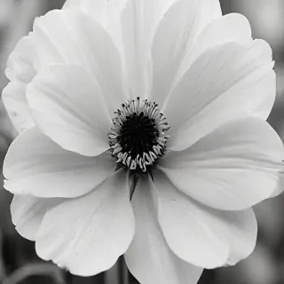 flower images black and white