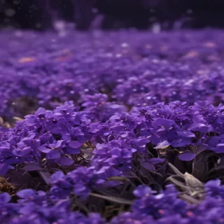 purple cute wallpaper