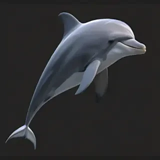 dolphin png