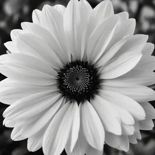 flower images black and white