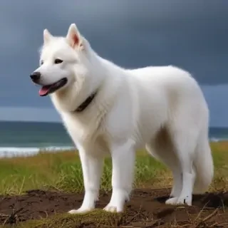 white dog