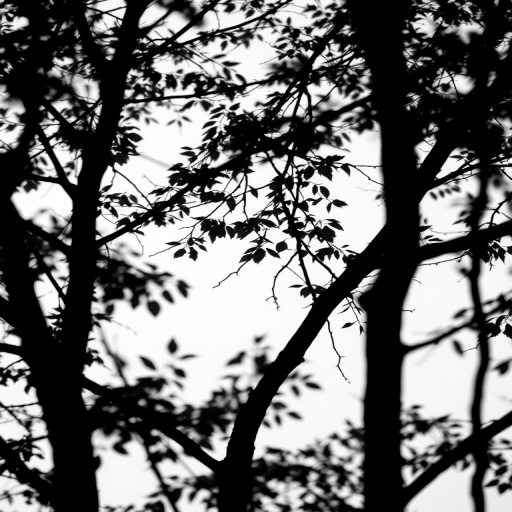 black and white silhouette of tree branches and leaves against a white background, soft focus, f/8 aperture, 1/200s shutter speed, ISO 100, taken with a full-frame camera in landscape orientation, high dynamic range photography