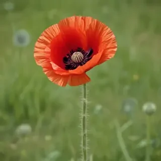poppy flower