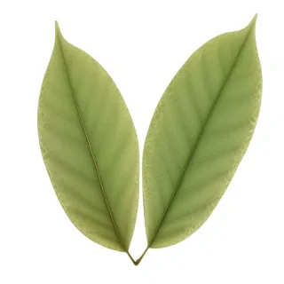 leaf png transparent