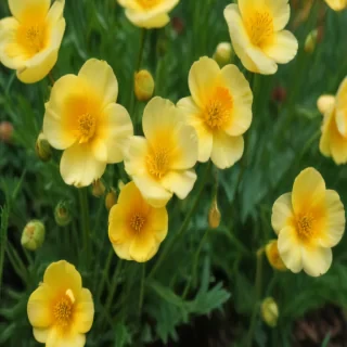 buttercup flower