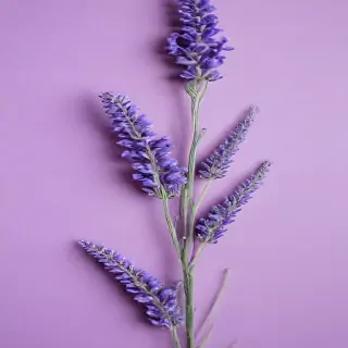 lavender background