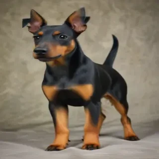 manchester terrier