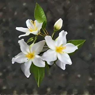 jasmine flower png