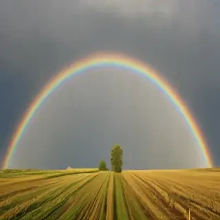 rainbow pictures