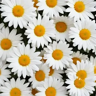 daisy background