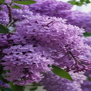 lilac aesthetic