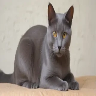 korat cat breed