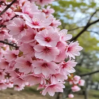 sakura flower