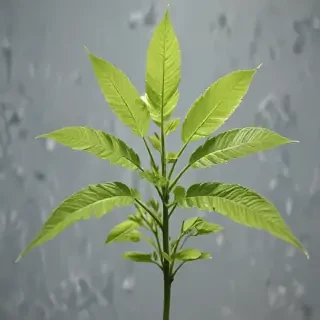 transparent plant