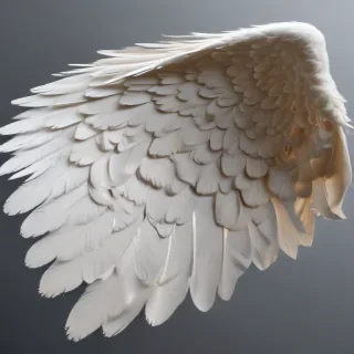 angel wing pictures