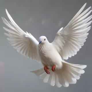 png dove