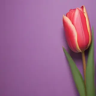 tulip iphone wallpaper