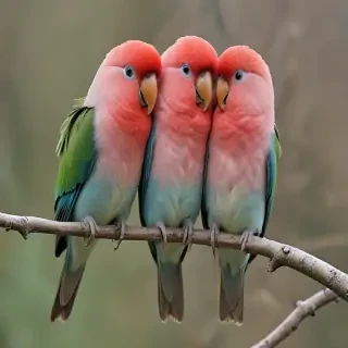 love birds