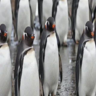 penguin background