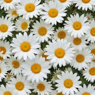 daisy background wallpaper
