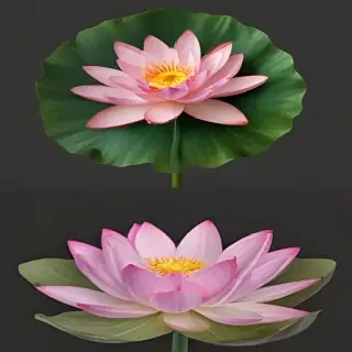 lotus flower png