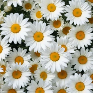 daisy wallpaper iphone