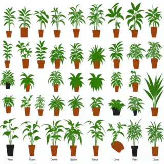plant clipart png