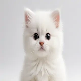 cute white background