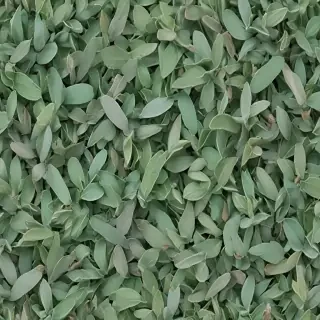 sage green photos