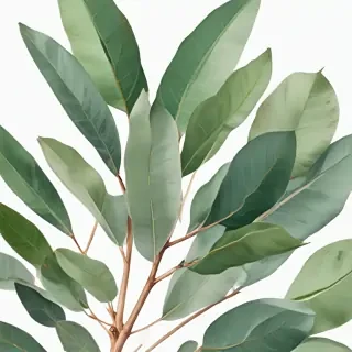transparent eucalyptus clipart