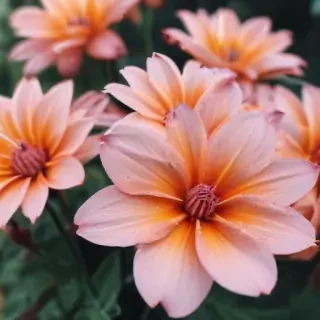 cute aesthetic wallpapers flowers