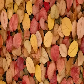 fall leaves