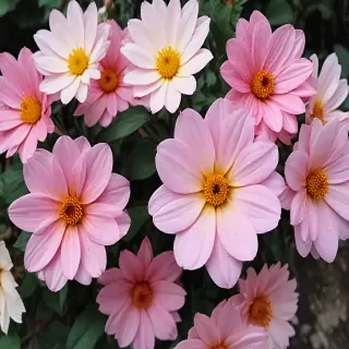 iphone flower wallpaper