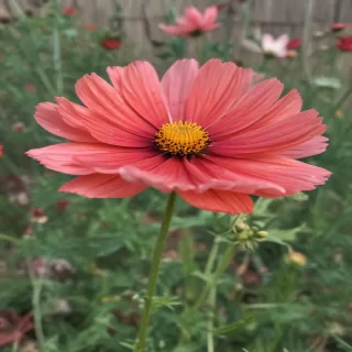 cosmos flower