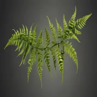 transparent fern png