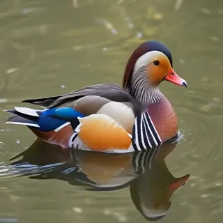mandarin duck
