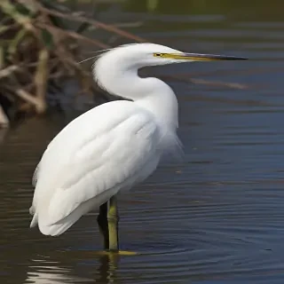snowy egret