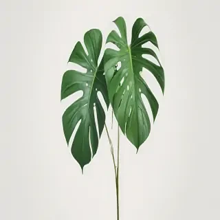 monstera png