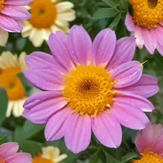 flower pictures