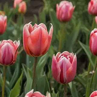 tulip flower